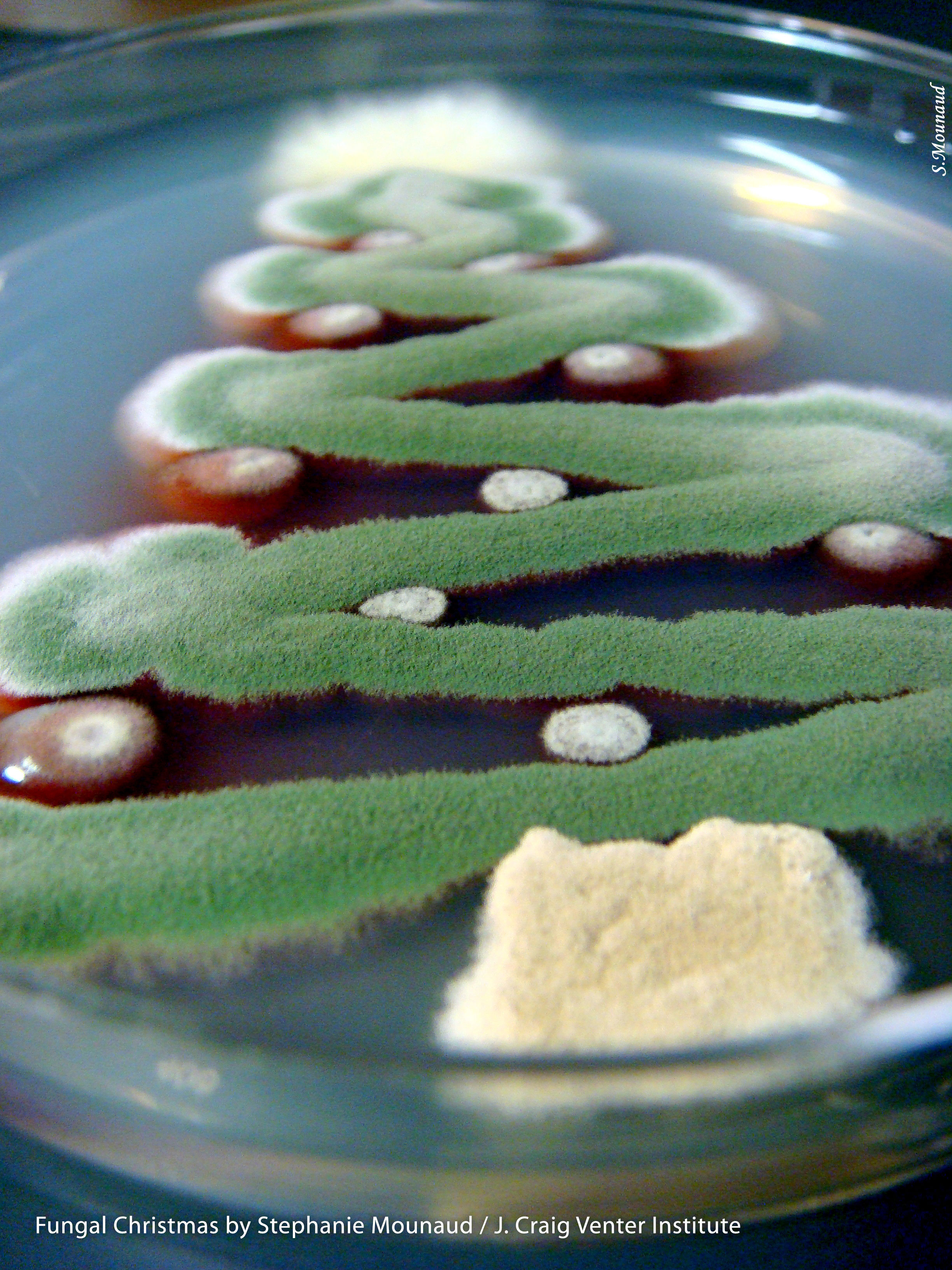 Star: Talaromyces stipitatus; Tree: Aspergillus nidulans Ornaments: Penicillium marneffei; Trunk: Aspergillus terreus. Image Credit: Stephanie Mounaud / J. Craig Venter Institute.