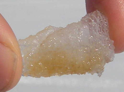 A layer of plankton growing in the sea ice