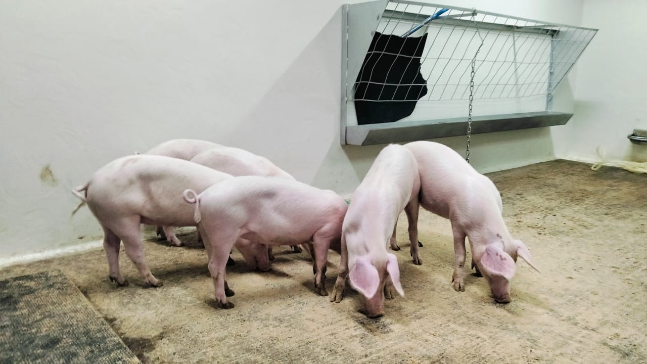 Healthy pigs at ILRI’s Clinical Research Facility